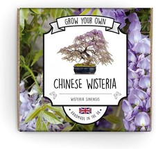 Grow Your Own Bonsai Kit | Wisteria Bonsai Tree | Suitable for Kids, Beginners 