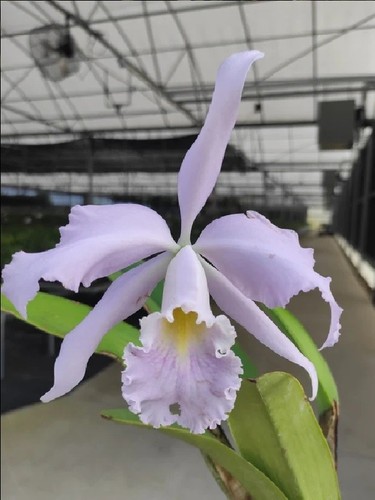 Cattleya milo coerulea - milo,