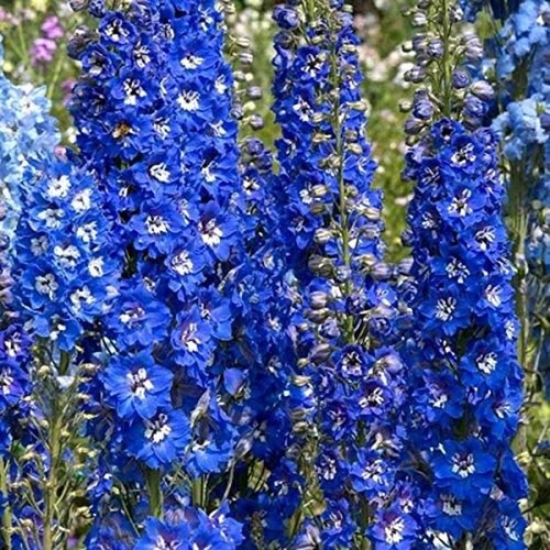 Delphinium pacific giants - pacific,