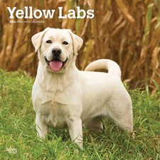 Yellow Labrador Retrievers