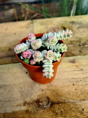 Crassula jade necklace - crassula,