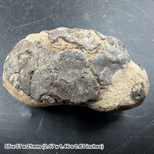 Fossil london clay crab
