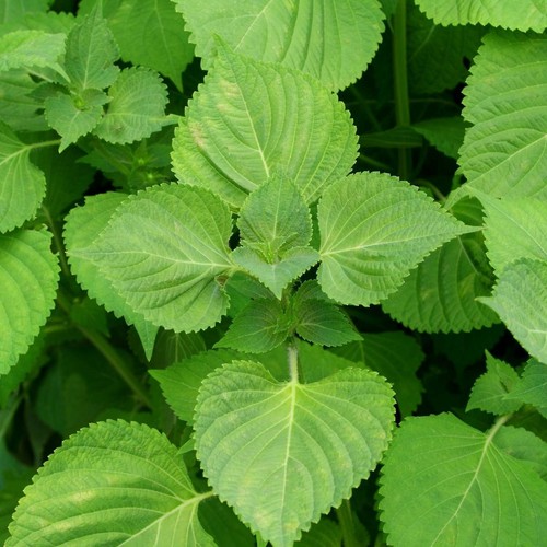 Green shiso seeds perilla - green,