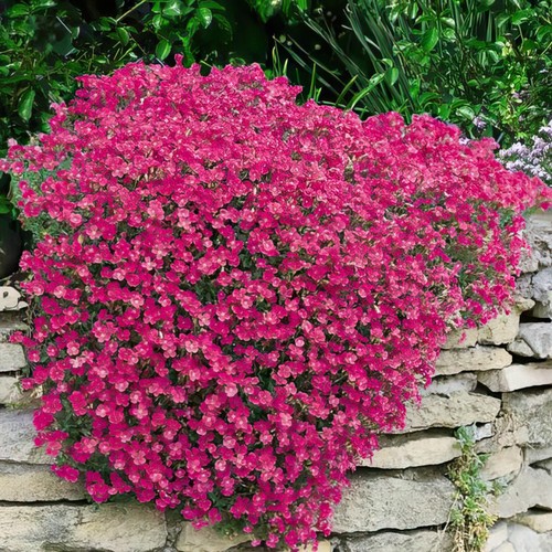 Aubrieta cascade red rock - cascade,