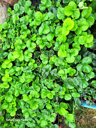 Strawberry plants for - plants,