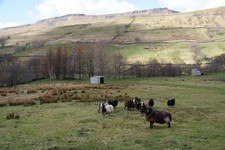 Photo A3 Zwartbles sheep in Mallerstang Outhgill The Nab towers behind,  c2013