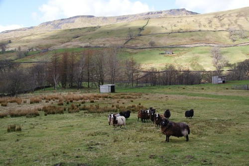 Photo zwartbles sheep - a3,