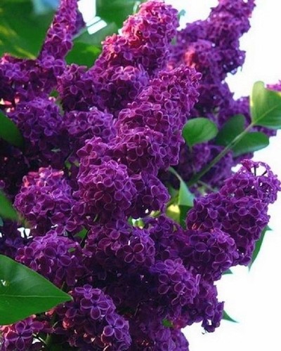 Dark purple lilac seeds - dark,