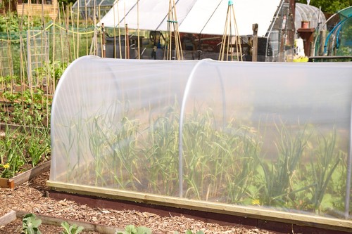 Cloche polythene cover plastic - cloche,