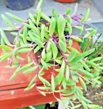 Seneccio 'Purple Haze' string of purple bananas Great colourful succulent potted