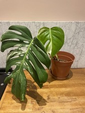 Monstera Albo Variegated Plant