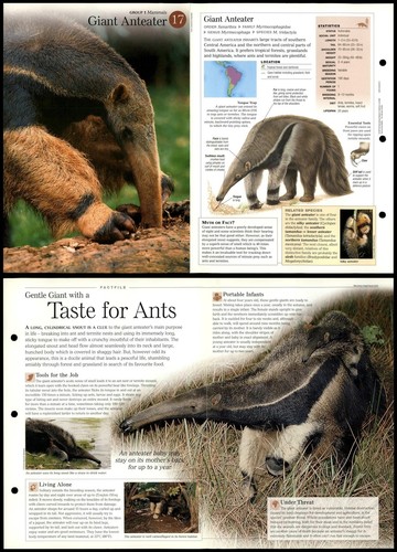 Giant anteater mammals - giant,