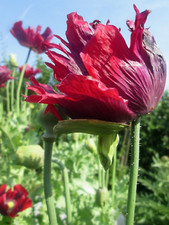 GIANT RED POPPY 100 SEEDS -