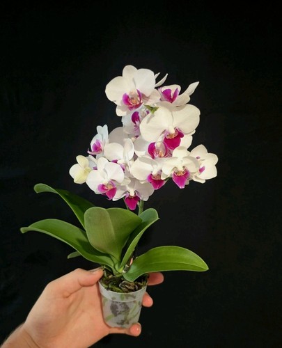Mini phalaenopsis red lip 1 - phalaenopsis, lip.