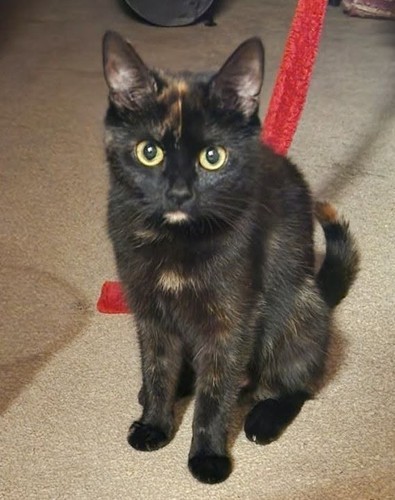 Help with our rescues - rescues,