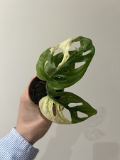 Monstera adansonii variegated-