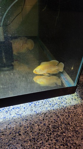 Albino red tiger - albino,