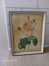 Vintage Botanical framed print, Pierre Redoute Antique Rose