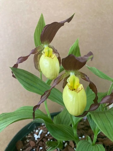 Slipper orchid cypripedium - slipper,