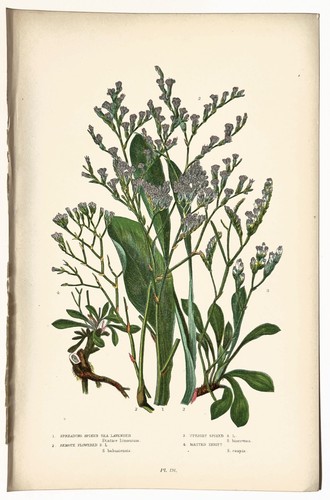 Sea lavender anne - anne, pratt