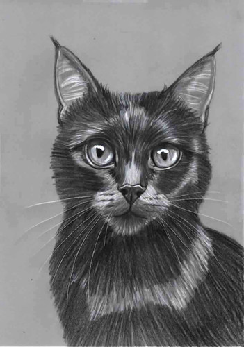 Original pencil artwork - original, b&w
