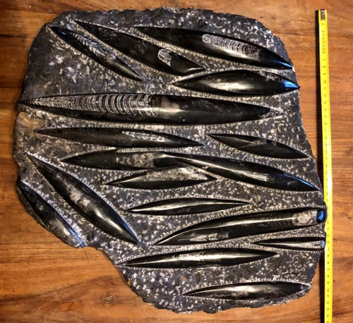 Stunning large orthoceras - stunning,