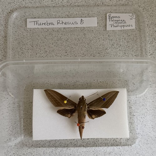 Entomology theretra rhesus - entomology,