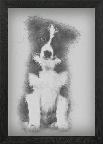 Border collie puppy wee - puppy,