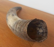Natural animal horn decorative - animal,