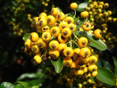 Pyracantha soleil or - pyracantha, d'or