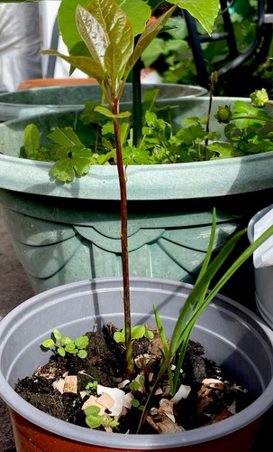 Avocado seedling - (persea),