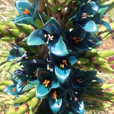 Puya Alpestris - 10 Seeds -