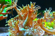 GONIOPORA, Metallic green goni, NICE