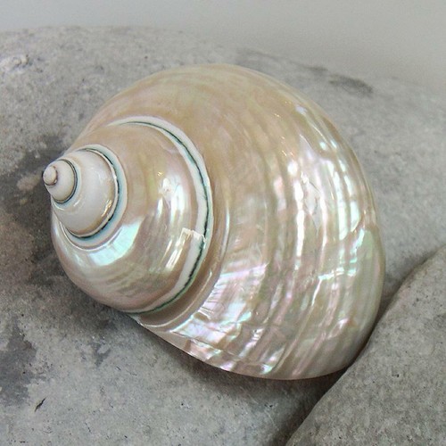Pearl polished jade turbo - pearl,