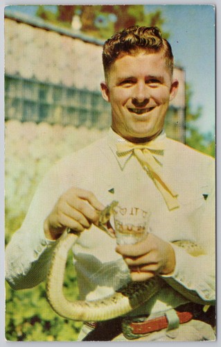 Rattlesnake vintage postcard - rattlesnake,
