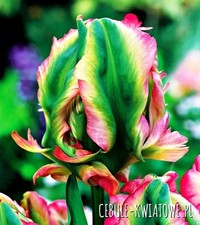 Tulip Exotic Parrot 5 BULBS