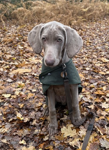 Waxed cotton dog coat tartan - waxed,