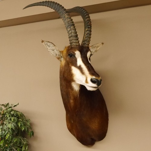 Rappenantelope hippotragus - rappenantelope,