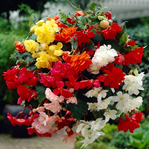 Begonia trailing plant - plant, mix