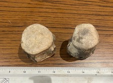 Two nice mosasaurus - mosasaurus, vertebrae