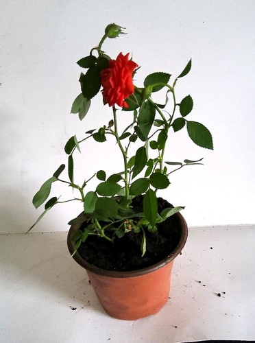 Orange rose potted - rose, (rosa)