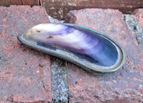 Antique mussel shell and brass - antique,