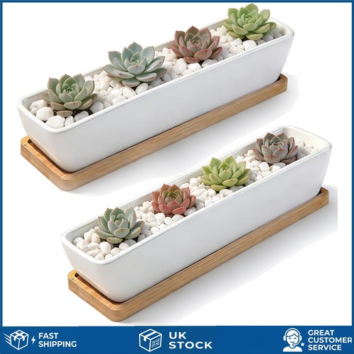 Elegant ceramic succulent - ceramic,