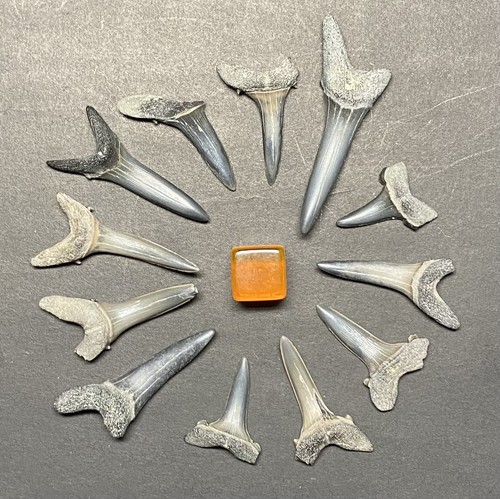 Medium large fossil - 12,