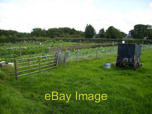 Photo 6x4 vegetable - photo,