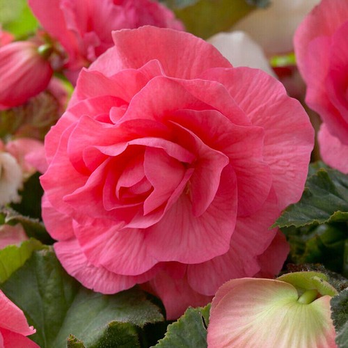 Begonia double pink - begonia,