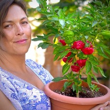 Jamaican hot chilli plug plant - jamaican,