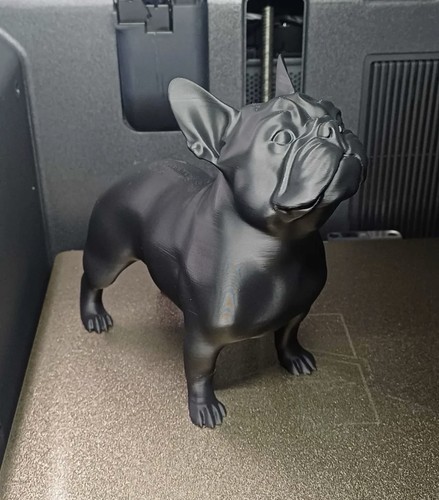 French bulldog black - french, standing