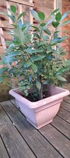 Bay Tree Standard 🌳   Edible Herb Tree for Patios and Gardens