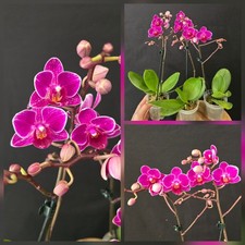 Compact Phalaenopsis Orchid